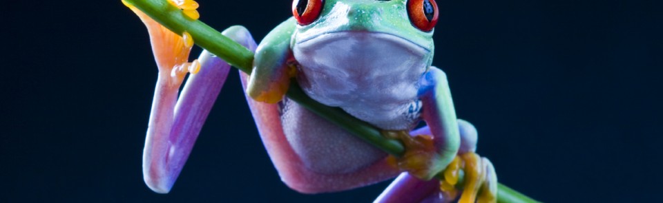 What is music for a frog?